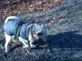 videos de Dogbook Movie: 