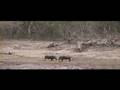 impala and warthog, warthogs fighting