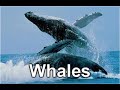 whales