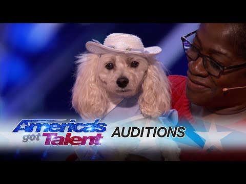 Mia, a cadela que sabe contar