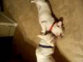 Frenchie Olympics 2008