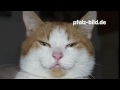 Hoer Bild - Katzenjammer - Zwei Katzen fauchen sich an !