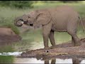 Cleveland Metroparks Zoo Celebrates 125 Years