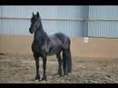 Friesian Dream Friesian Dream