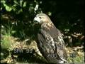 videos de hawk at stadium 1999.mp4