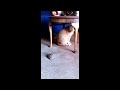 Zombie The Hardcore Tortoise Beats Up Cat!