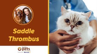 Dr. Becker Discusses Saddle Thrombus in Pets