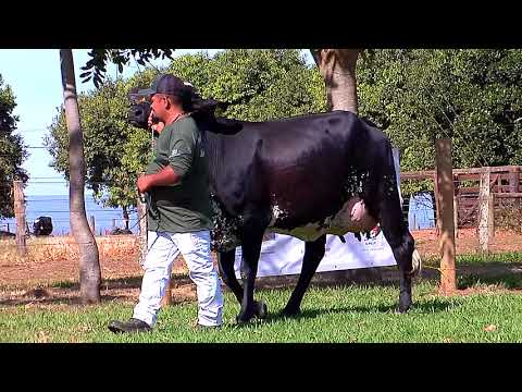 LOTE 13 - ICH T4524 JOIA SHAMROCK