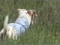 Doogan In The Grass - Me Old Jack Russell Dog