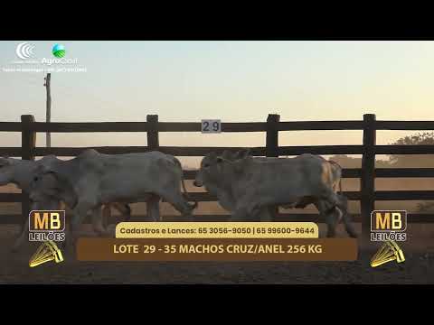 515� LEIL�O VIRTUAL MB LEIL�ES