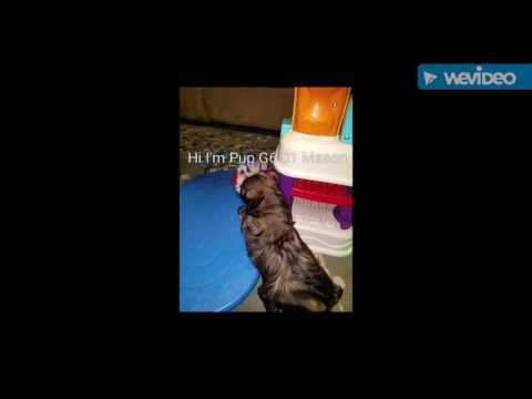 G6-01 Mason Male Lhasa Apso Pup