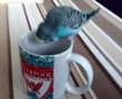 Spikey chirping