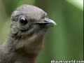 The Bird Song