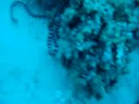 Sea Snake