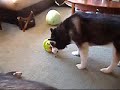 Sasha Siberian Husky Plays with Treat Ball