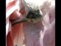 videos de Flamingo Gardens Aviary
