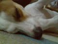 My sleeping Jack Russel My sleeping Jack Russel