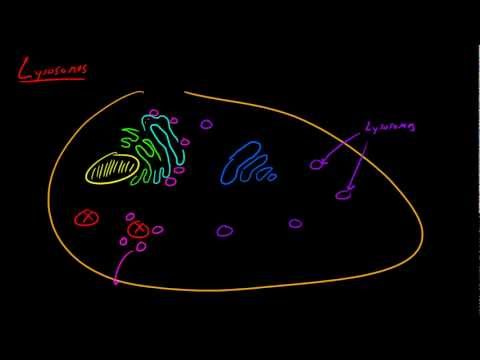 Biology Lecture - 24 - Lysosome