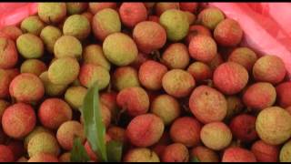 Phóng sự: Phường Phương Nam chủ động kết nối cung - cầu trong vụ thu hoạch vải chín sớm 2016