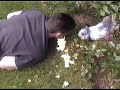 Snoopy Rabbit from The Bunny Shed