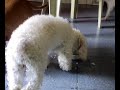 oshii eating in chill out mode oshii eating in chill out mode