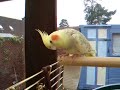 odie cockatiel
