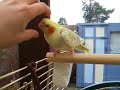 Odie cockatiel