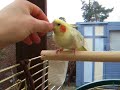 odie cockatiel