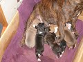 staffie pupies