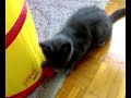 Cocco: Il certosino!