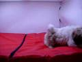 videos de Shih Tzu Macho COV REF:112