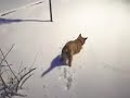 fraggle  cairn terrier    her first snow