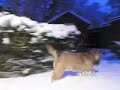 Fraggle (Cairn Terrier) - Her First Snow