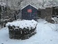 fraggle  cairn terrier    her first snow