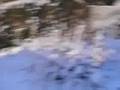 Cairn Terrier video