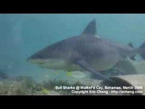 bull shark