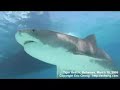 Shark Video - tiger shark, great hammerhead, bull shark