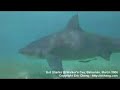 Shark Video - tiger shark, great hammerhead, bull shark