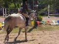 Horse Show at KJM (hunter 2)
