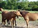 Kalo : Iscelandic horses waking up.