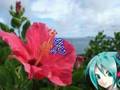 初音ミクに石嶺聡子の「花」を歌わせてみた。 hana song by HatsuneMiku