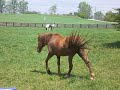 by pride's hallelujah, out of mark's mona lisa, by mark of carbon.  this is a great mare and i can't believe she's not in foal.  can you?  shame on me for not breeding her!