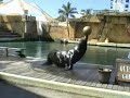 Sea World Quest For The Golden Seal Part 2 Goldenseal