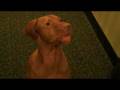 videos de Vizsla Raymond WANTS IT!.MP4
