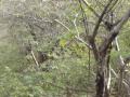 RANTHAMBORE