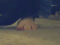 black GBX shoeplay   to shoe and sock removal