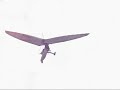 Ladowania(landings) 20.08 ?roda. part 2
