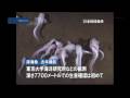 最も深い海底に　深海魚の生息確認