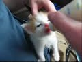 Bottle-fed kittens