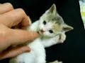 small-cute-kitten-2.html